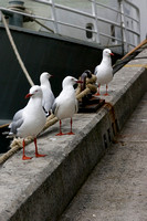 The Four Gulls