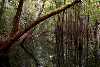Mangrove Forest at Mardja Botanical Walk