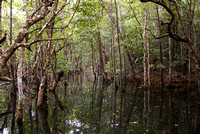 Mangrove Forest at Mardja Botanical Walk