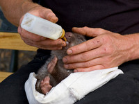 Orphan Baby Wombat, at Something Wild, Wildlife Sanctuary